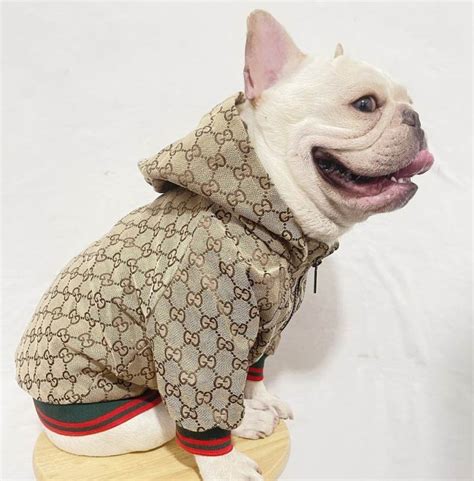dog clothes gucci